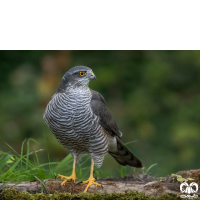 گونه قرقی Eurasian Sparrowhawk